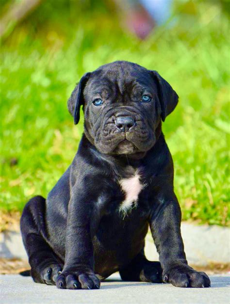 cane corso for sale near me|who buys cane corso pups.